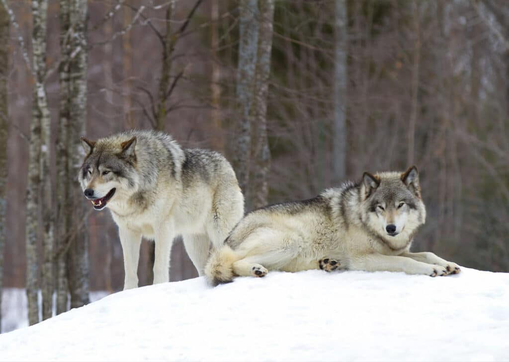 Två vargar i snön