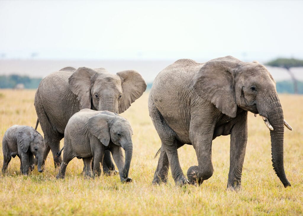 Elefantfamilj på savannen