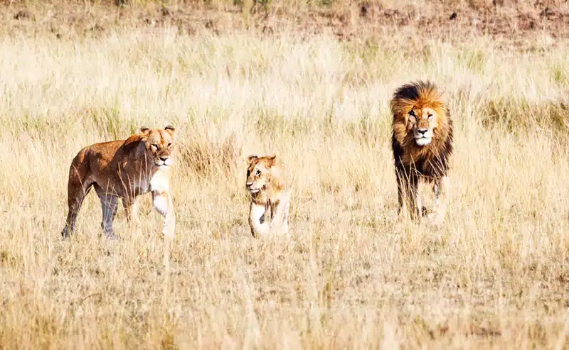 Lejonfamilj på savannen