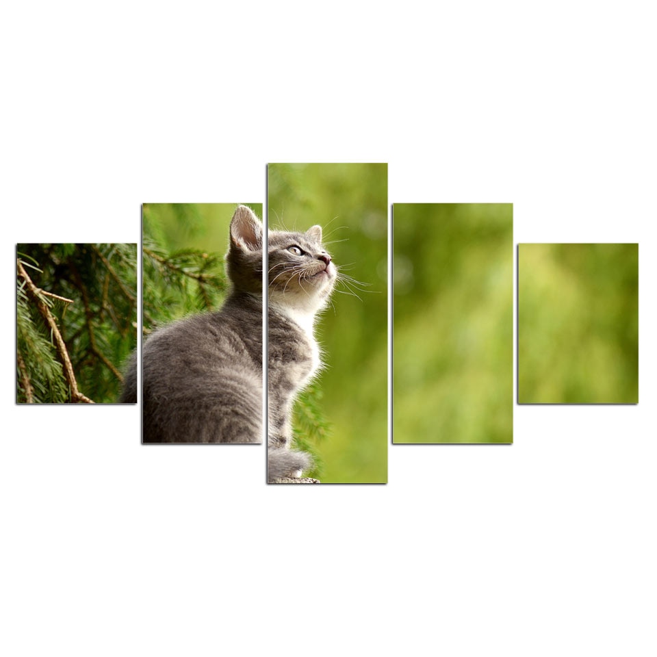 Natur kattunge bild Katt bild Djur bild