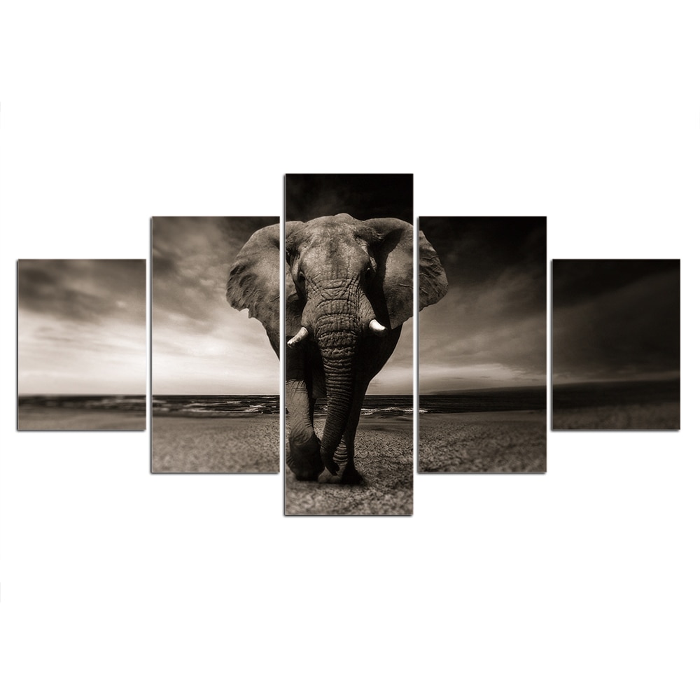 Svart och vit elefantbild Elefantbild Djur
