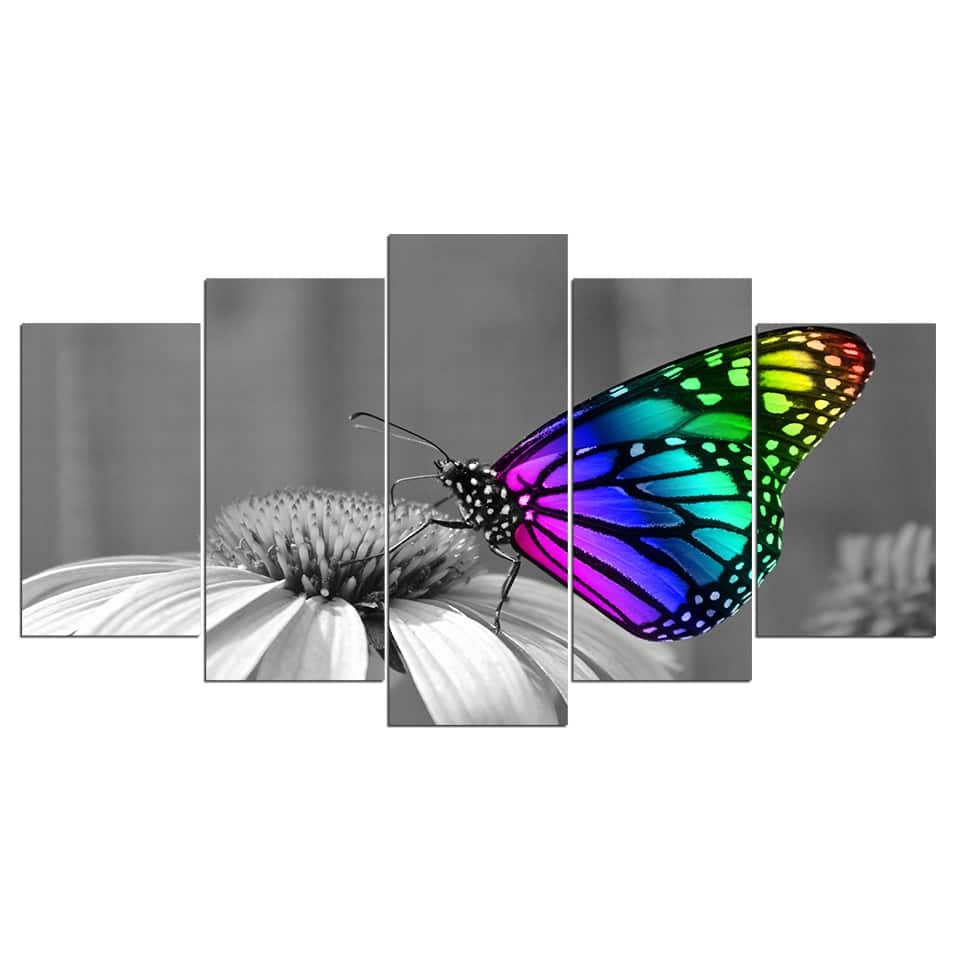 Flerfärgad fjäril på svart och vit bakgrund