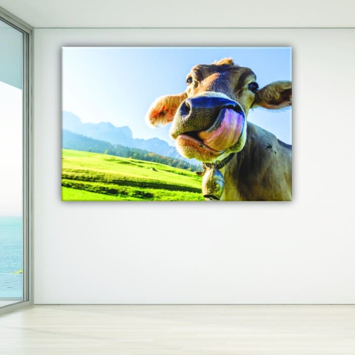 Bild på en ko med tungan. God kvalitet, original, för att hänga på väggen i vardagsrummet