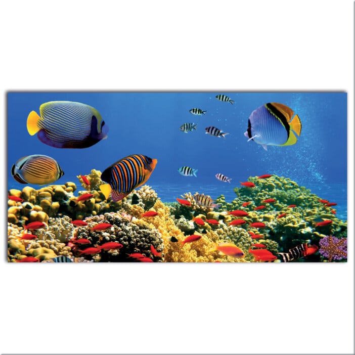Tableau Akvarium Tableau Djur Tableau Hav Tableau Natur Tableau