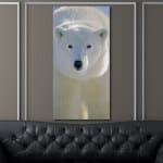 Bild Isbjörns ansikte Bild Djur Bild Björn