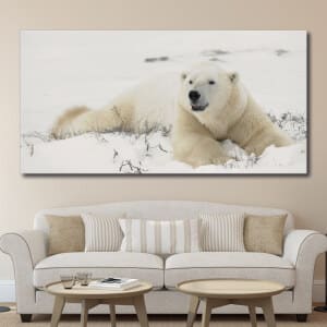 Bild Isbjörn liggande på snö Bild Djur Bild Björn