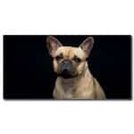 Bild fransk bulldogg Bild djur Bild hund