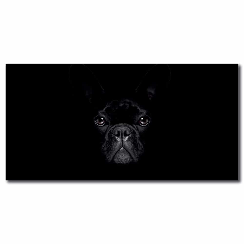 Fransk bulldogg i mörkret bild Djurbild Hundstorlek: XXS|XS|S|M|L|XL|XXL