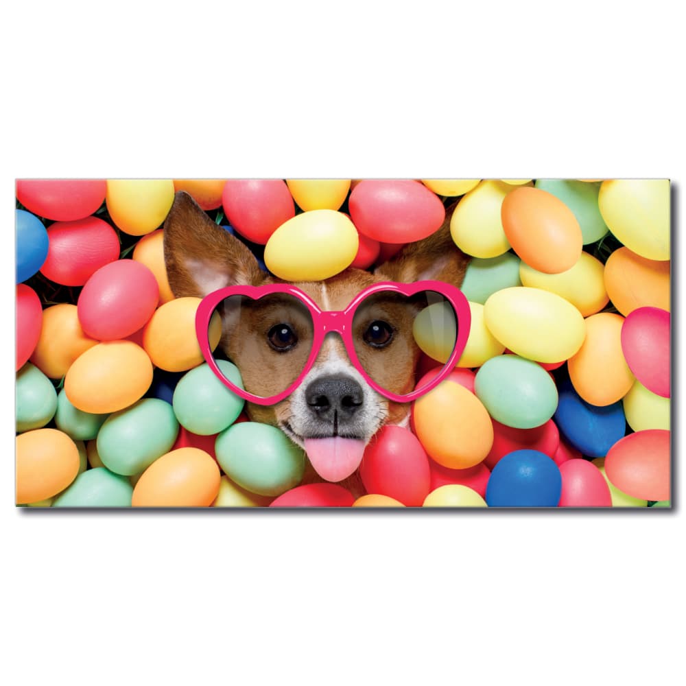 Bild Hund i en bollpool Bild Djur Bild Hund storlek: XXS|XS|S|M|L|XL|XXL