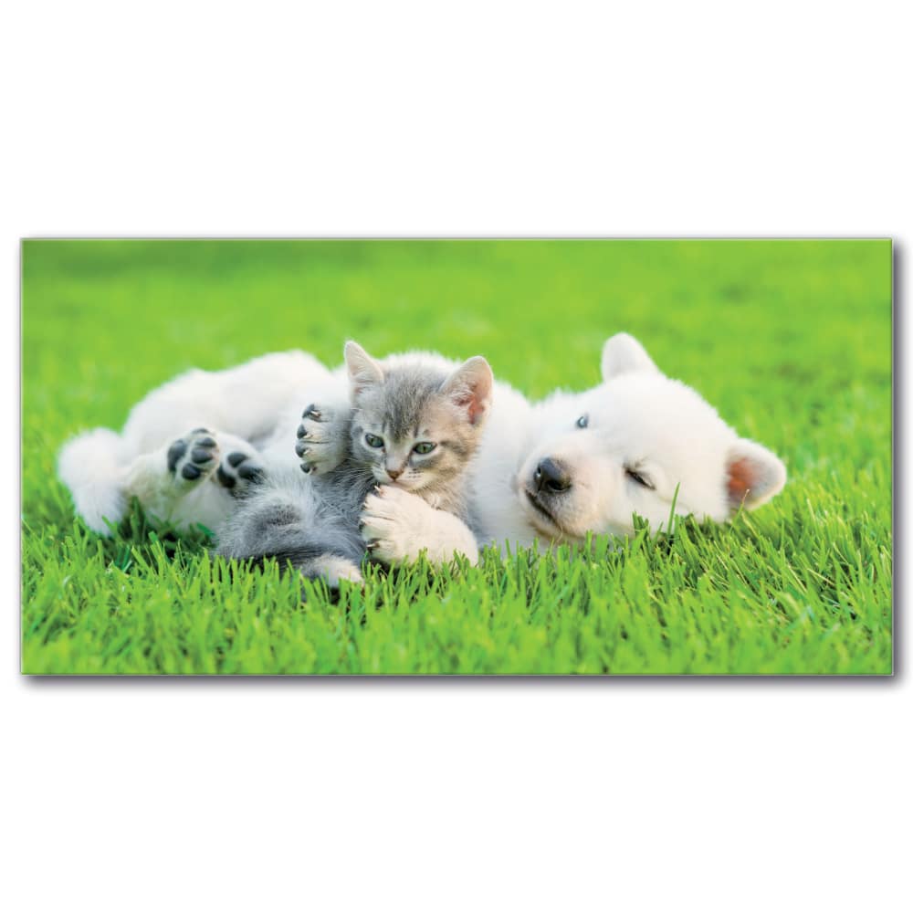 Bild Katt och hund leker i gräset Bild Djur Bild Katt Bild Hund Storlek: XXS|XS|S|M|L|XL|XXL