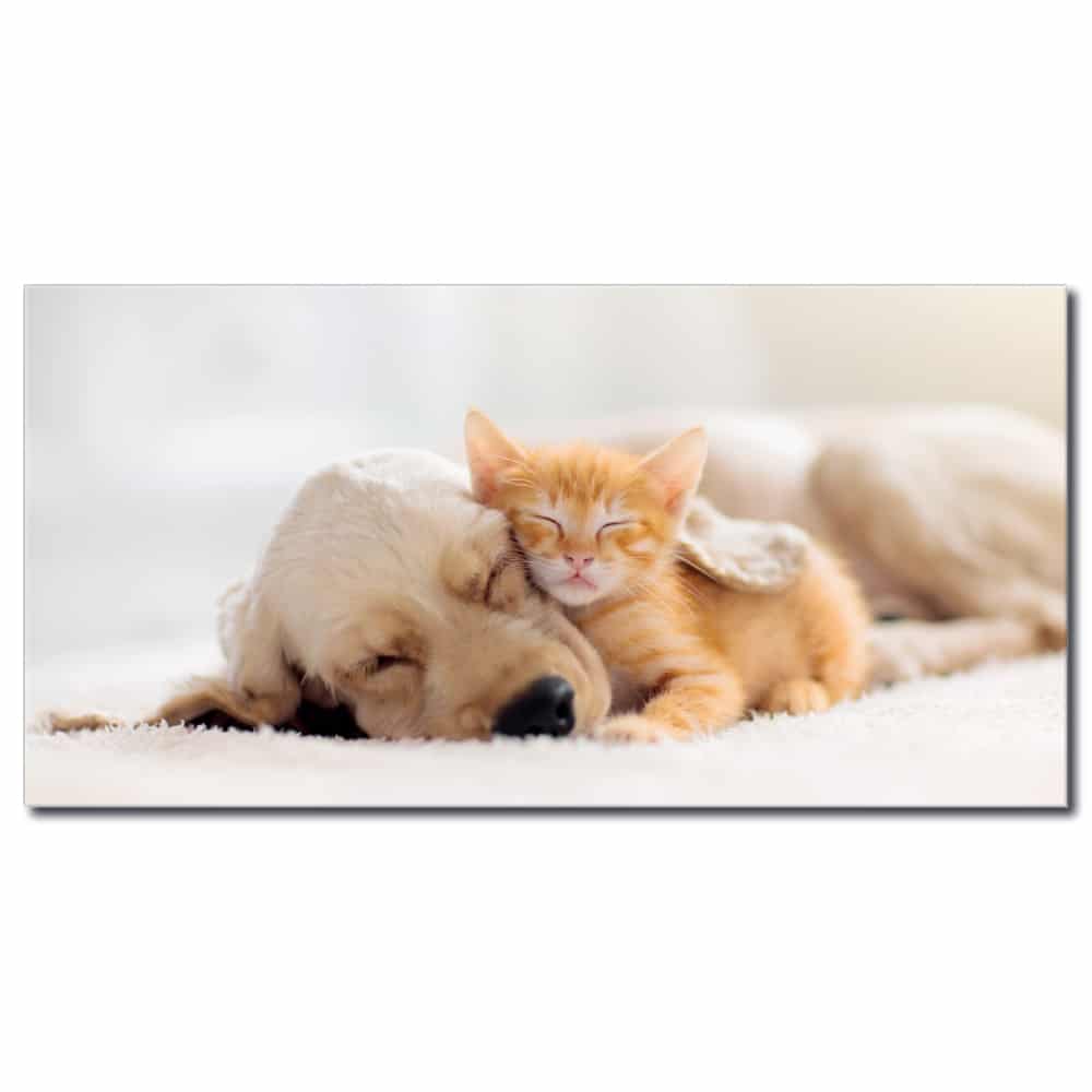 Bild Katt och hund sover tillsammans Bild Djur Bild Katt Bild Hund Storlek: XXS|XS|S|M|L|XL|XXL