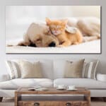 Bild Katt och hund sover tillsammans Bild Djur Bild Katt Bild Hund