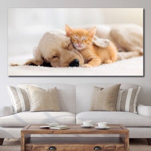 Bild Katt och hund sover tillsammans Bild Djur Bild Katt Bild Hund