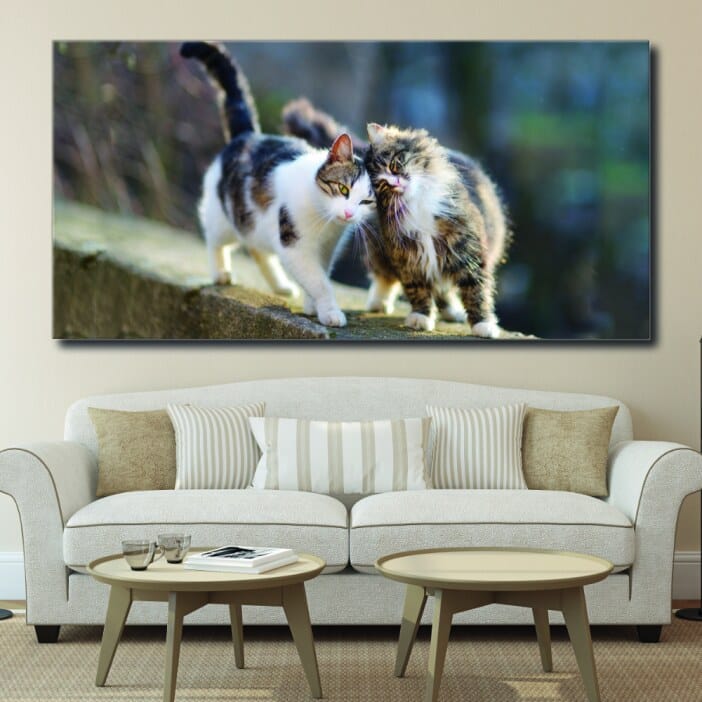 Bild Två katter som klappar varandra Bild Djur Bild Katt