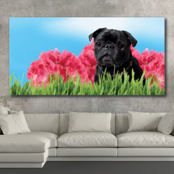 Mops i trädgården Bild Djur Bild Hund