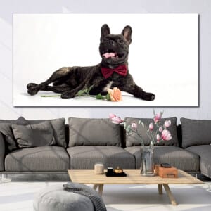 Romantisk fransk bulldogg Bild Djur Bild Hund