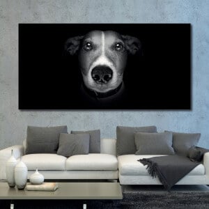 Bild Jack Russell Terrier svart och vit Bild Djur Bild Hund