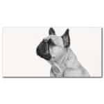 Bildprofil av fransk bulldogg svart och vit Bild Djur Bild Hund