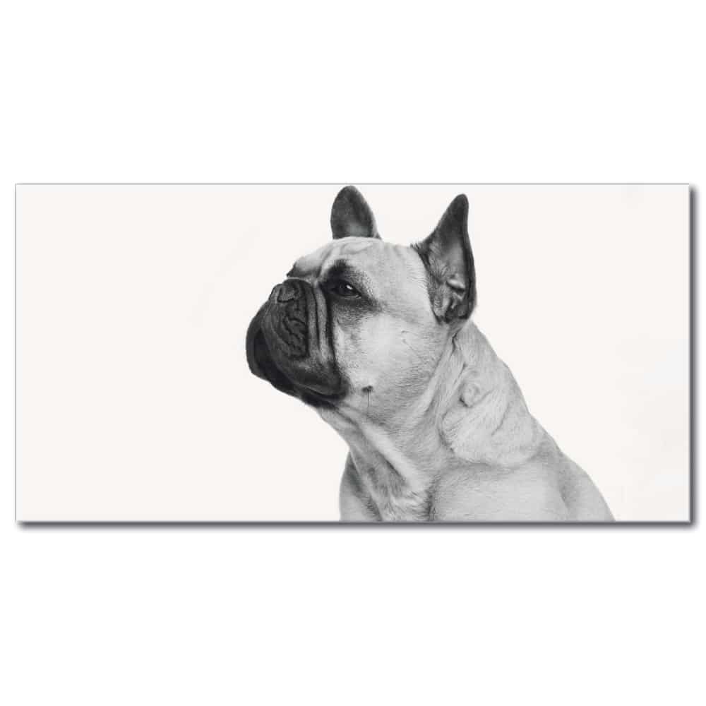 Bild Profil av fransk bulldogg svart och vit Bild Djur Bild Hundstorlek: XXS|XS|S|M|L|XL|XXL