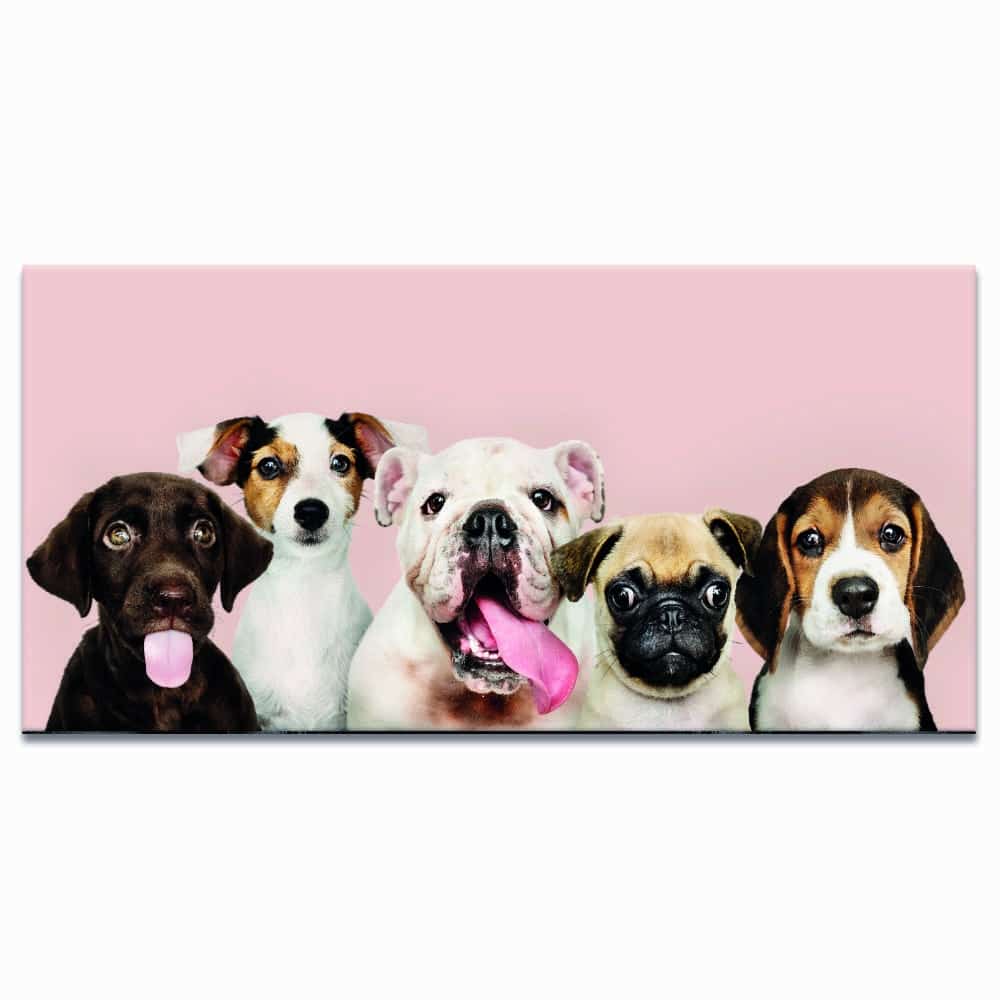 Bild Fem vackra små hundar