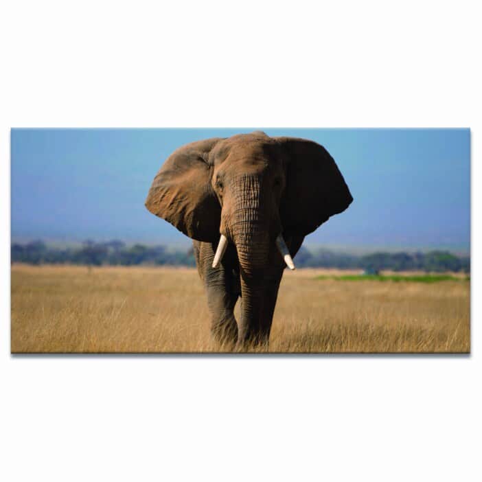 Målning Magnifik elefant på savannen