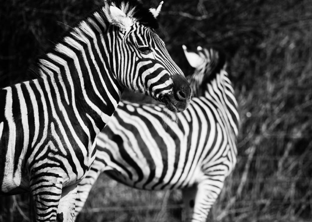 Färgglada zebramålningar i popkonst storlek: XS|S|M|L|XL|XXL
