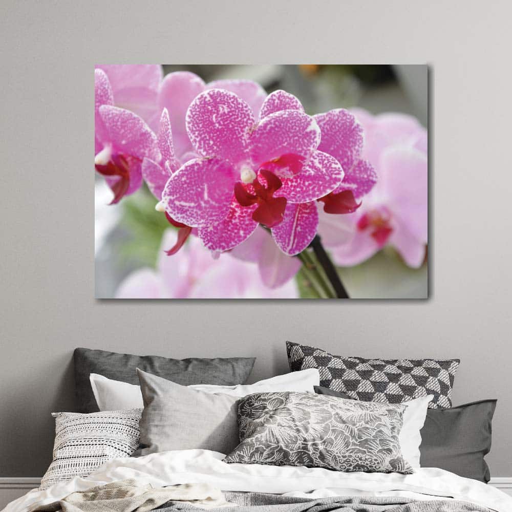 Lila orkidéer i rosa blommor Bild Blomma Bild Natur storlek: XS|S|M|L|XL|XXL