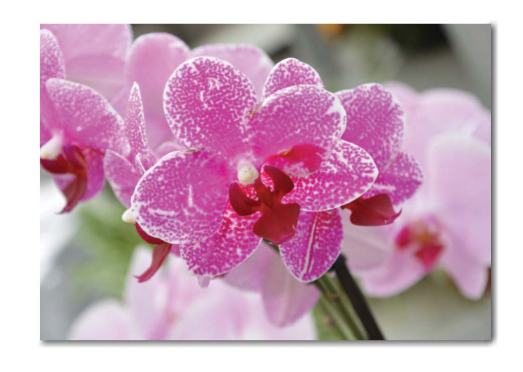 Lila orkidéer i rosa blommor Bild Blomma Bild Natur storlek: XS|S|M|L|XL|XXL