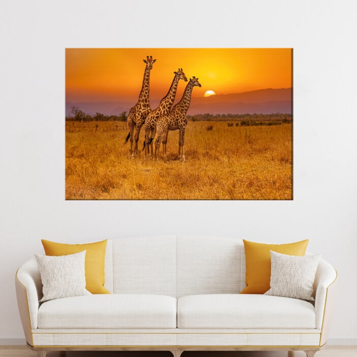 Giraffer på savannen bild