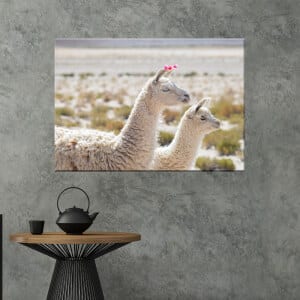 Bild på ett par lamor. God kvalitet, original, hängde på en vägg ovanför ett bord i ett vardagsrum
