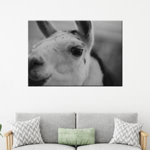 Svartvit bild på en lama. God kvalitet, original, hängde på en vägg ovanför en soffa i ett vardagsrum