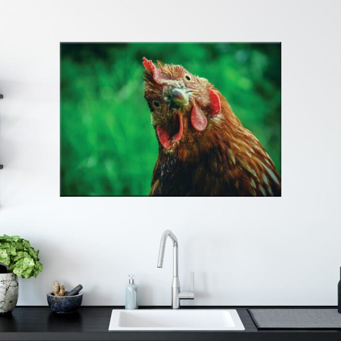 Målning av kycklinghuvud. God kvalitet, original, hängde på en vägg ovanför en bänk i ett hus