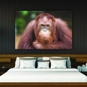 Målning av en skrämd apa. Original av god kvalitet, hängde på en vägg ovanför en säng i ett hus
