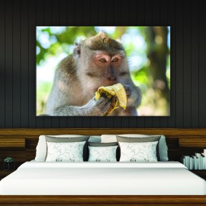 Målning av en apa som äter en banan. God kvalitet, original, hängde på en vägg ovanför en säng i ett hus